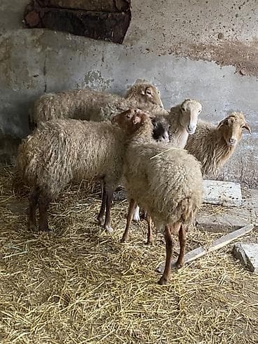 Козы, козлята: Qoyun sürüsü satılır – şəkillərdə görünən eyni təsərrüfatdan — 1