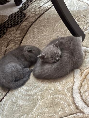 собака отдам в хорошие руки: Şotland yastı qulaq, Dişi, Yaxşı əllərə, Ünvandan götürmə — 1