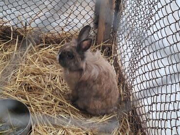 lelekli heyvanlar: Ev dovşanı – Lop tipli (aşağı sallanan qulaqlı)Erkək - Rəng — 1