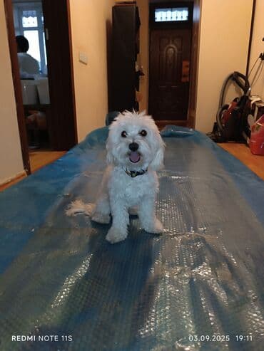 pitbull tap az: Ağ rəngli, kiçik ölçülü ev iti – Maltipoo tipli (Maltese/Poodle — 5