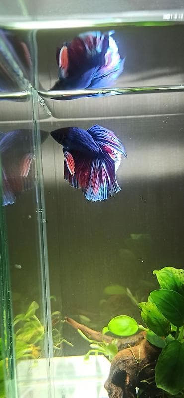 akvar: Betta (Petuşok balığı) — 4