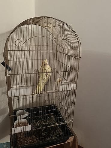 quş qaz: Nymph paraket (cockatiel) – sarı/albino tonlarında, yanaqlarda narıncı — 8