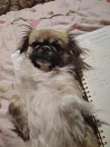 heyvan bazari itler: Pekines — 2