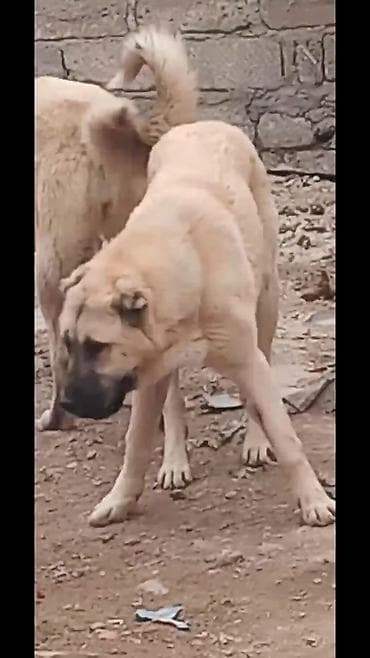 ev iti ucuz: Kanqal — 2