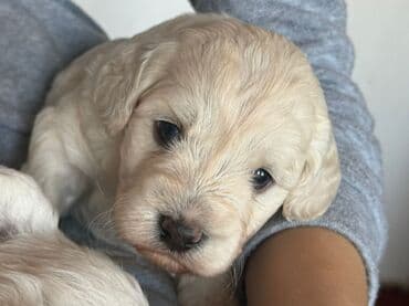 it satisi baku: Pudel, 1 ay, Erkek, Ünvandan götürmə — 3