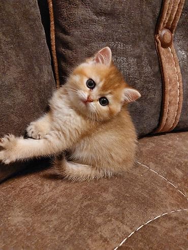 pişik 1 azn: Qızıl şinşilla — 3