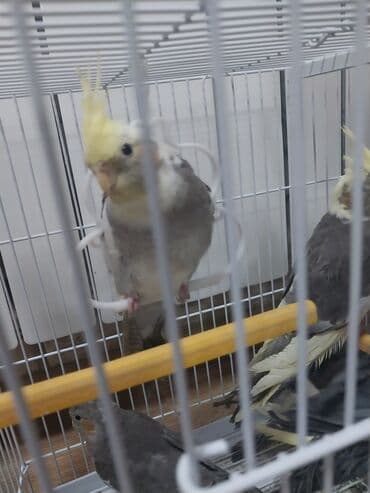 Quşlar: Məhsul: Nimfa tutuquşuları (Cockatiel) Xüsusiyyətlər: - Bir qəfəsdə — 3