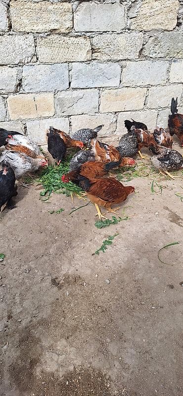 fireng toyuqu: Toyuq, Yumurtalıq, Ödənişli çatdırılma — 9