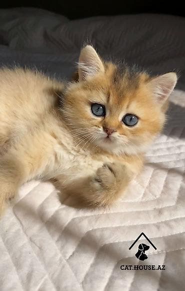 lalafo pisikler: Qızıl şinşilla — 4