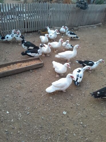 ördək: Musk ördəkləri – müxtəlif rənglərdə sürü - Növ: Muskoviy (musk) — 1