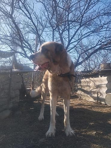 heyvanlar quşlar: Qubadadir auoer itdir Sultan Çempionun balasidir — 3