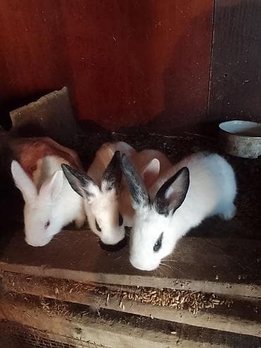 dovsanlar: Davşanlar satilir gencede bir dovşan 5azn — 3