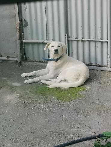 Labrador-retriver, 1 il, Erkek, Ünvandan götürmə — 2