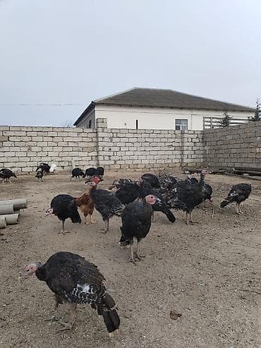 Gəmiricilər: Hinduşka sürüsü – yerli təsərrüfatda bəslənmiş. Hər çəkidə var bir — 3