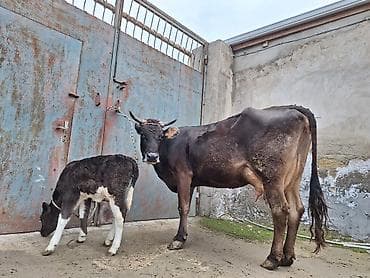 Другие с/х животные: 16 litir süd verir 4 qarına doğub 20 gündü doğub balası dişdi — 5