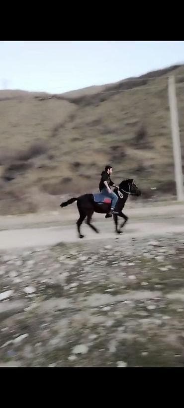 bala atlar: Erkəkdi 2yaşın tamam edib yorğadı sakit heyvandır — 1