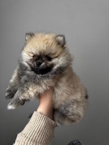 pomeran itleri: Şpitz, 2 ay, Peyvəndli, Ünvandan götürmə, Pulsuz çatdırılma, Ödənişli çatdırılma — 9