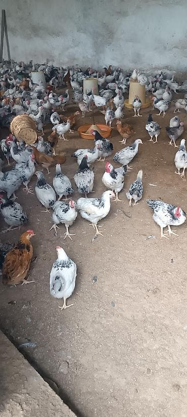 bakida at bazari: Məhsul: Yumurtalıq və ətlik yerli cins toyuqlar (xüsusilə ağ-qara — 6