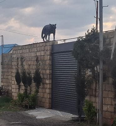 divar dekor: Fiqur — 4