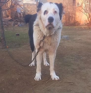labrador iti satilir: Erkek 1 yaw 6 ayindadi boy 80+ ceki 70 qiymet sondu . catdrilma var — 1