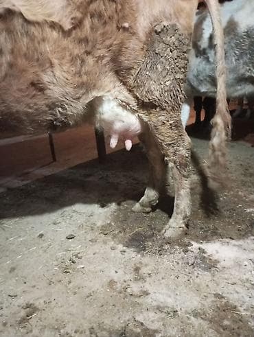 holstein inek satilir: Inək satılır 1ci balasıdır balası dişidi inək 3 məsindən 8l süd verir — 8