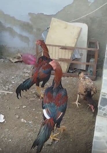 Inəklər, öküzlər: Xoruz, Heyratı, il: >5 — 5