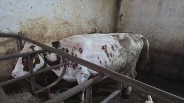 Сельхоз птицы: Самец, Simental, лет: 2, Для разведения, Для молока, Самовывоз — 2