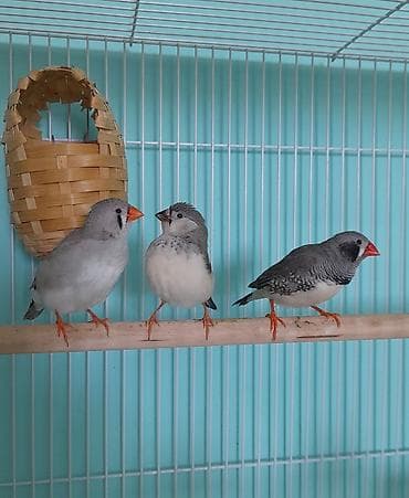 Amadinlər 3- ü birlikdə cəmi : 45 azn . Tam sağlam quşlardır