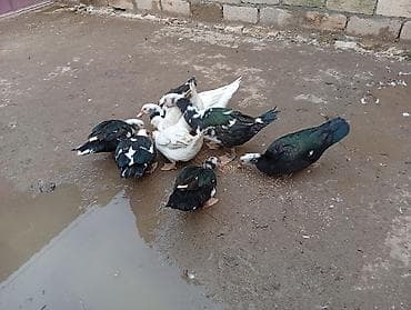 simental inek satilir: DİŞİLER YUMURTAYAR BİR İKİ HEFDEYE 7 DİŞİDİ 25 MANATDAN VEREM CİDİ — 6