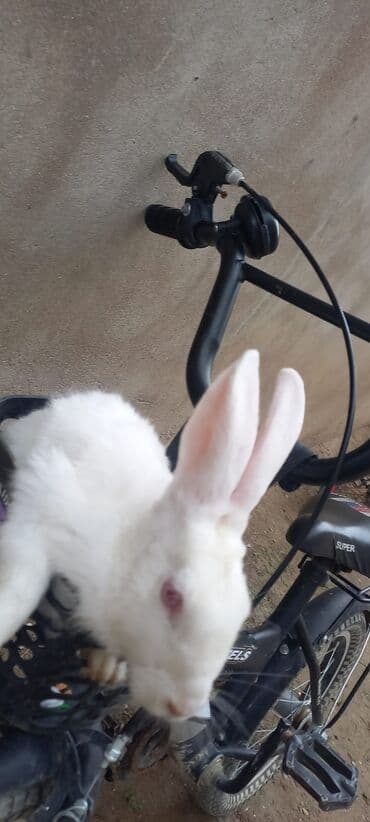 dovşan: Tecili Erkek dovsanlar satilir 4 eded — 3