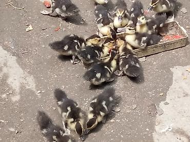 ördeyler: Ana altınnan çıxmış lal ördək balası 1 aylıq — 3