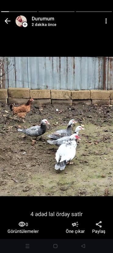 qaz və ördək: Ördəklər — 2