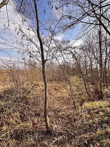 kiraye evle: Tikinti, Kupça (Çıxarış) — 7