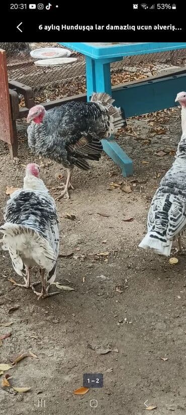 lal ordek haqqında: Erkək, Damazlıq — 2