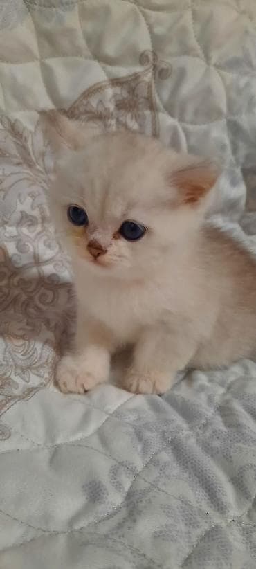 ev meymunları: Balaca pişik balası – krem rəngli tüklər, iri mavi gözlər, qısa — 1