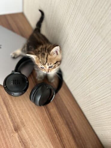 heyvanlar cütləşməsi: Şinşilla — 8