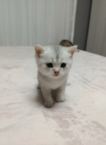 arı şəkilləri: Qızıl şinşilla, Yaxşı əllərə, Pulsuz çatdırılma — 1