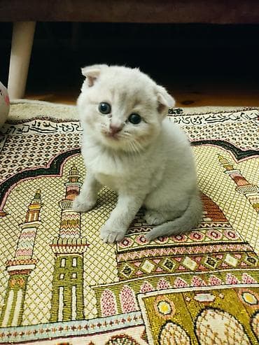 Pişiklər: Şotland yastı qulaq — 5