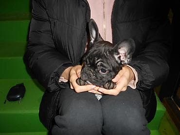 zvanok itler: Peyvend olunub pasportu var qurd dərmanı verilib nə lazımdı hamsı — 7