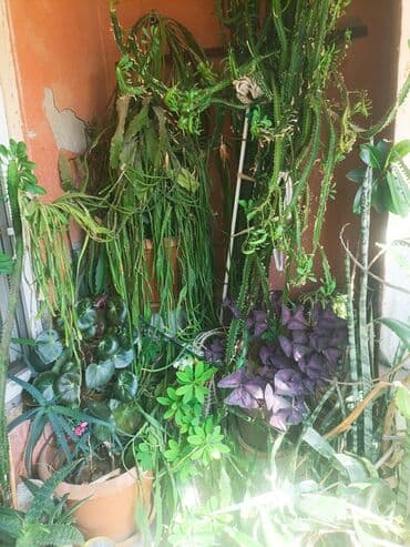 otaq üçün ətirlər: Müxtəlif formalarda və rənglərdə olan qapalı bitkilərdən ibarət çeşid — 2