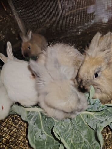 su pişiyi: Anqor cinsidirlər Ən kiçikləri 7 aylıqdı Ətlik cins kaliforniya ilə — 5