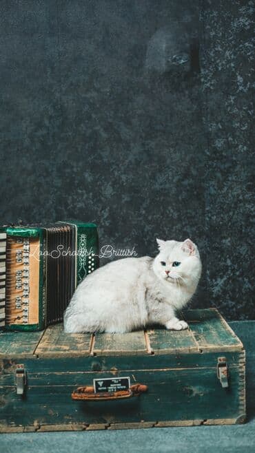 pişik cütləşmə: Britan, Erkək, Cütləşmə üçün — 7