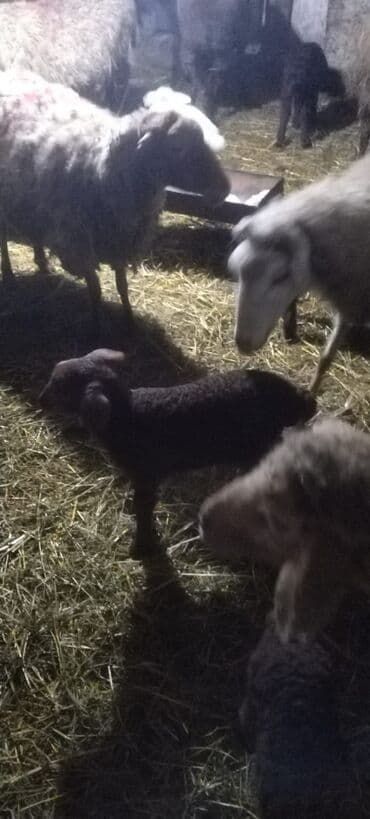 İtlər: Salam Aleykum qərdeşdər, Allah hamının malna bərəkət versin 68 baş — 1