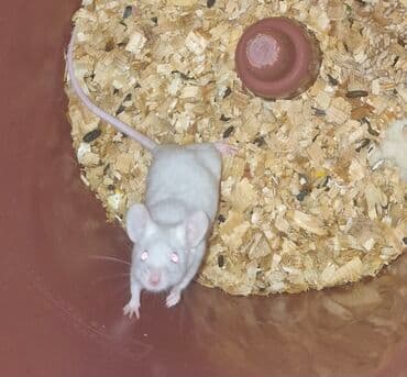 Ev heyvanları – siçan və hamsterlər - Şəkillərdə müxtəlif rəng və