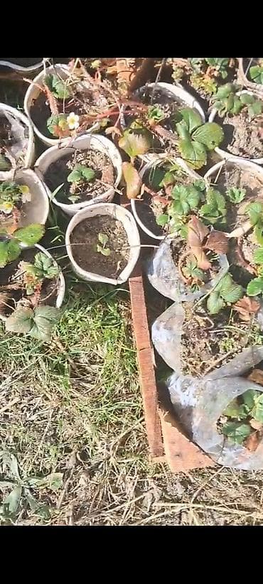 yumurta qiyməti: Çiyələk şitilləri. İldə 1 dəfə bar verən çiyələkdən deyil. Açıq havada — 2