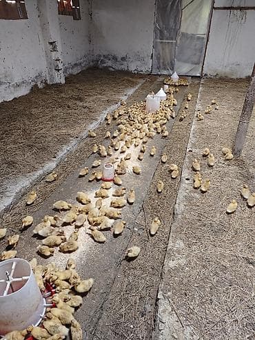 səsli ördək: Məhsul: Cücələr üçün ördək balaları (peking tipli) Təsvir: - Yeni — 3