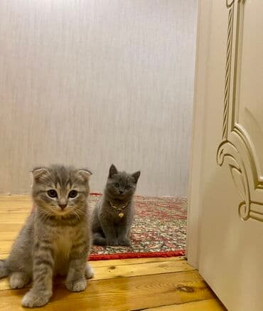 отдам в добрые руки котенка: Британская, Самец, В добрые руки, Самовывоз, Бесплатная доставка, Платная доставка — 1