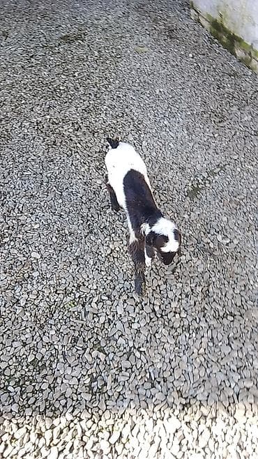 buzov satisi: Temiz qan heleb kecisinin balasi satilir.25gunluk.200manat — 3