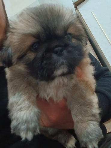 balaca itlerin satisi: Pekines — 4