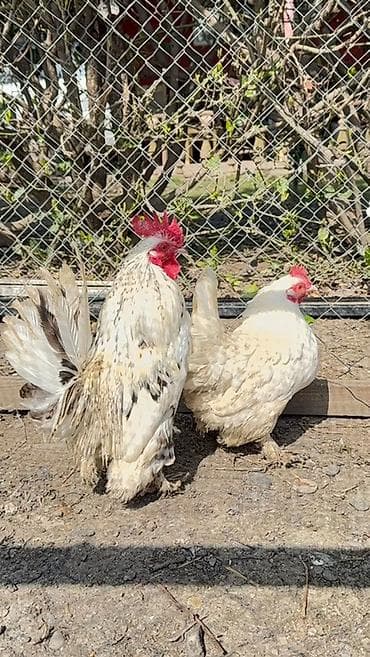 xacmaz heyvan bazari: Toyuq, Damazlıq — 2